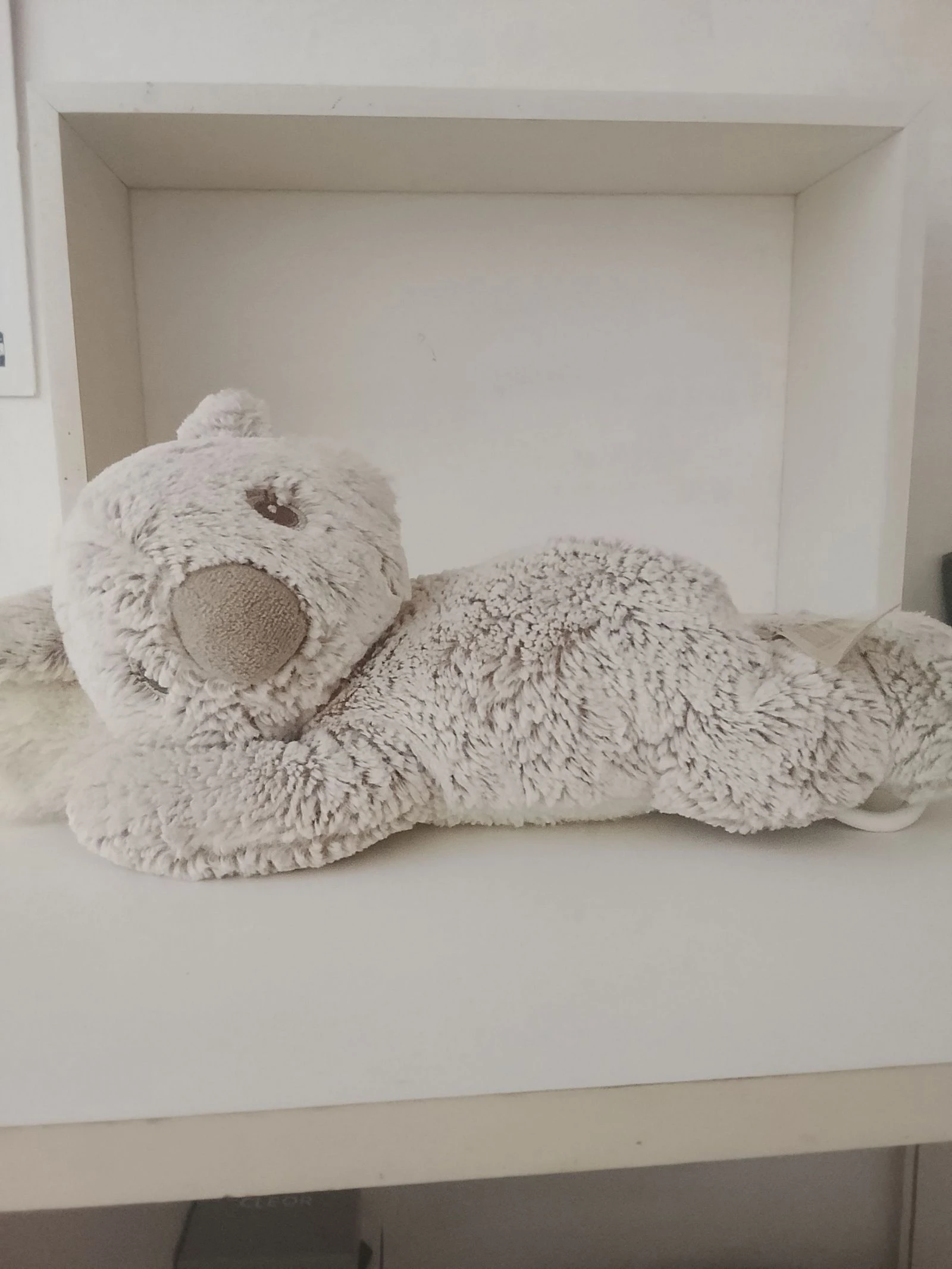Koala musicale